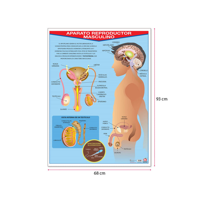 Póster Aparato Reproductor Masculino