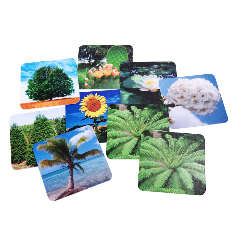 Memopares de Plantas