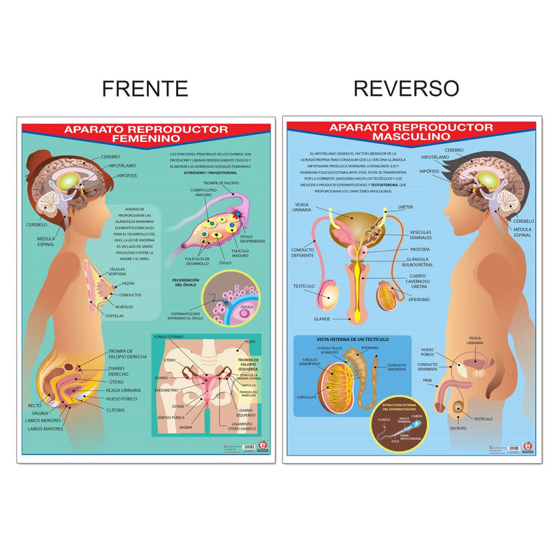 Póster Aparato Reproductor Femenino