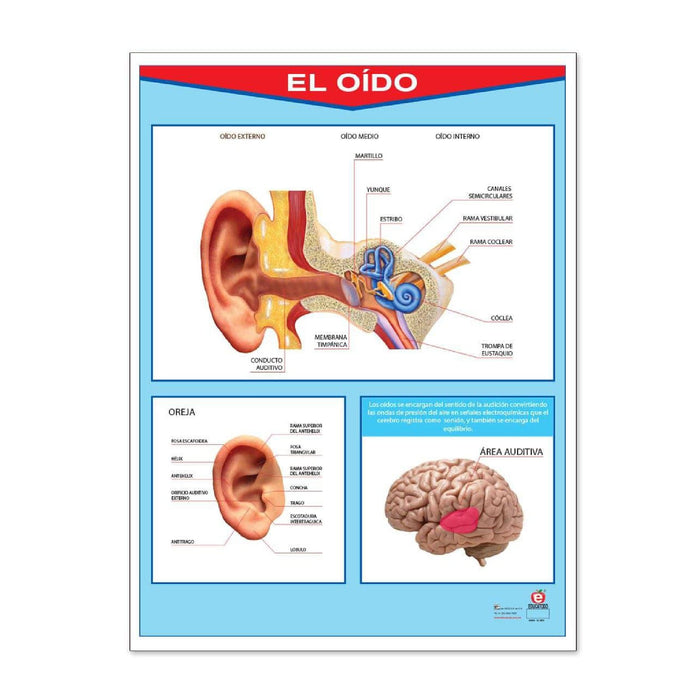 Póster El Oído