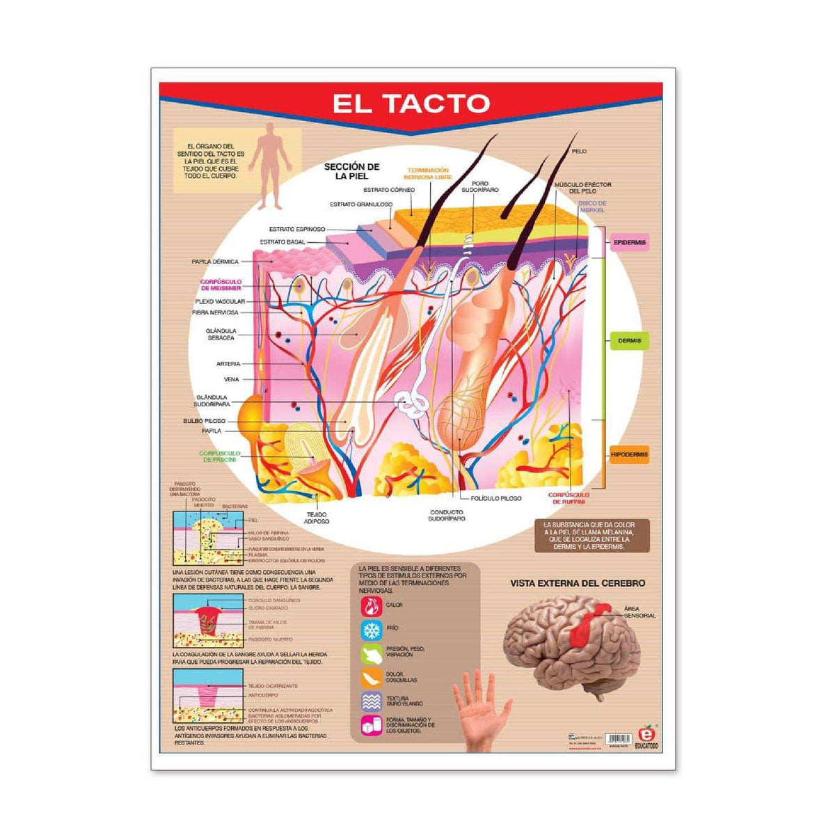 Póster El Tacto — Educatodo