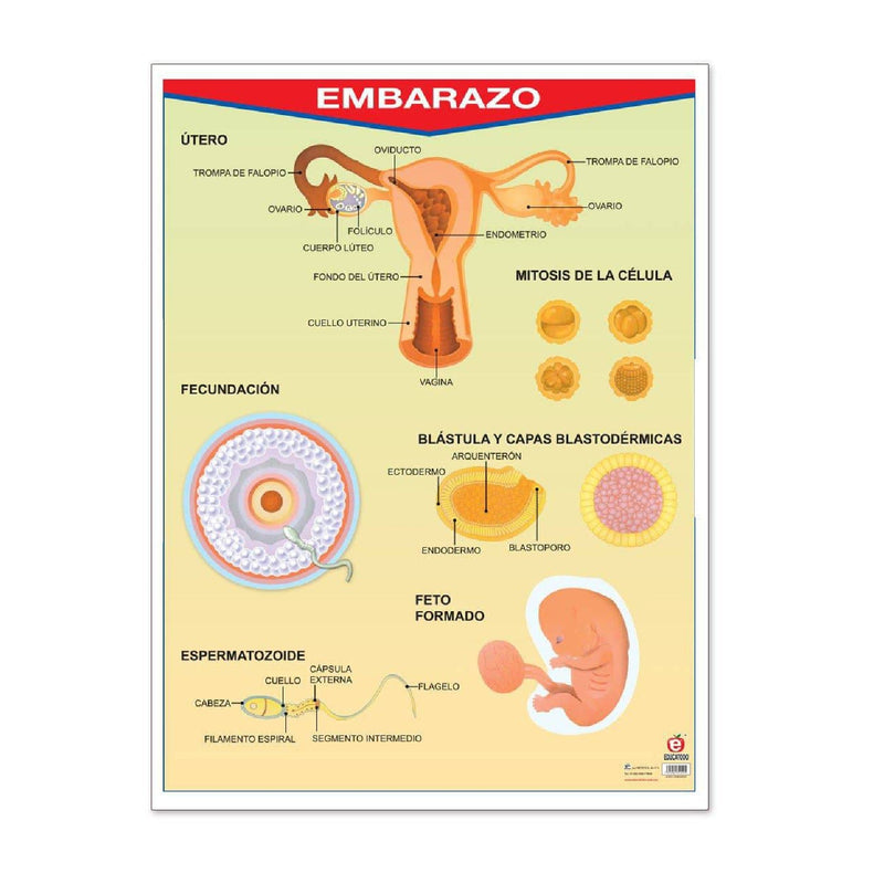 Póster Embarazo