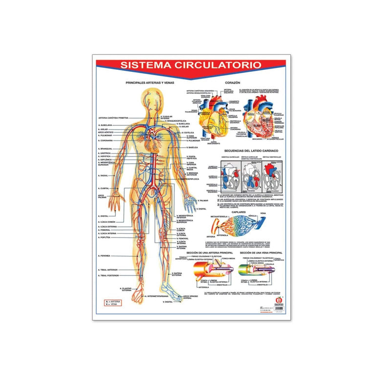 Póster Sistema Circulatorio/Muscular