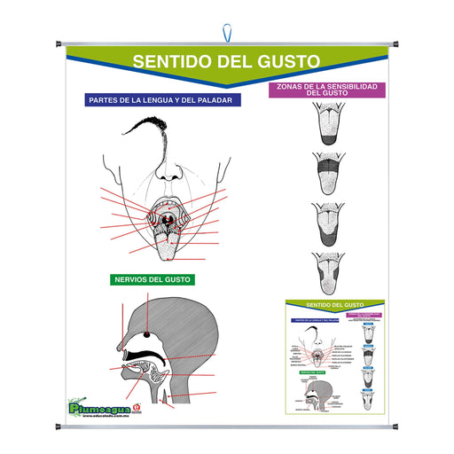 Plumoagua Sentido del Gusto - Educatodo material didáctico y juegos educativos - Educatodo