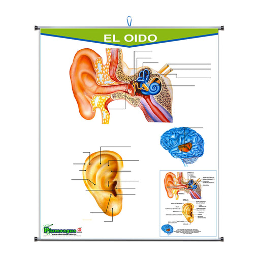 Plumoagua Sentido del Oido - Educatodo material didáctico y juegos educativos - Educatodo