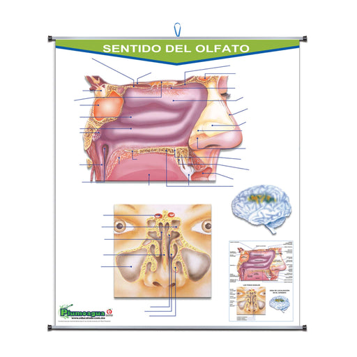 Plumoagua Sentido del Olfato - Educatodo material didáctico y juegos educativos - Educatodo