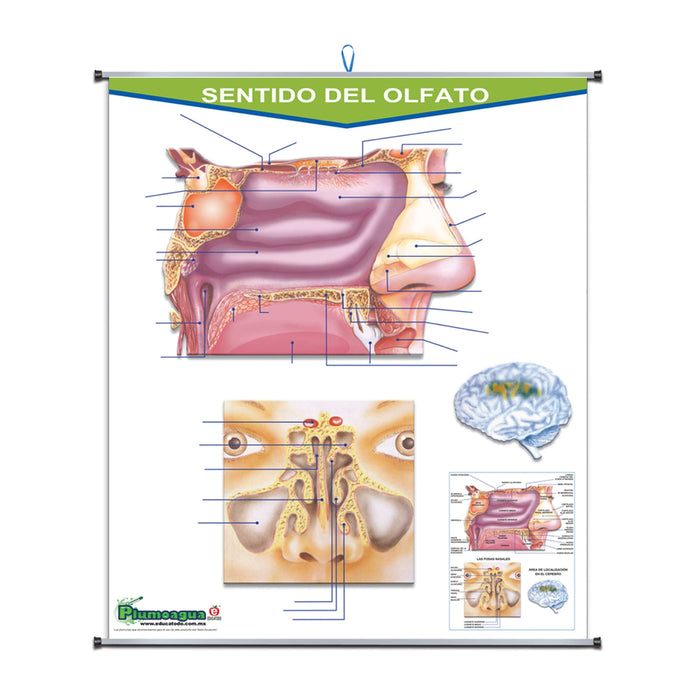Plumoagua Sentido del Olfato - Educatodo material didáctico y juegos educativos - Educatodo