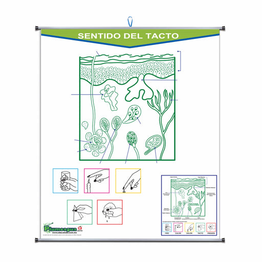 Plumoagua Sentido del Tacto - Educatodo material didáctico y juegos educativos - Educatodo