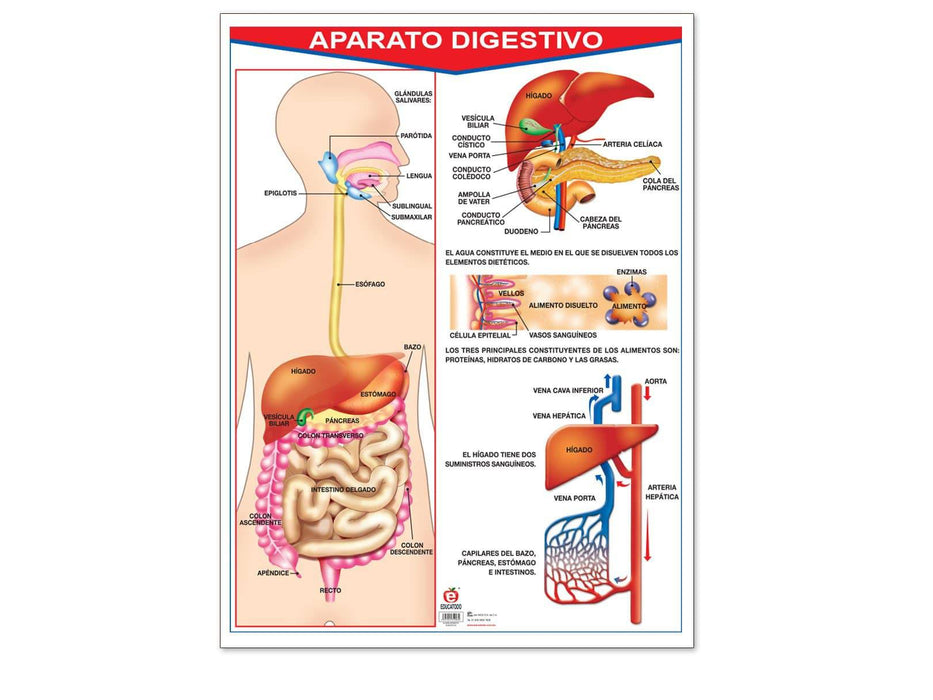 Póster Aparato Digestivo - Educatodo material didáctico y juegos educativos - Educatodo