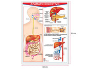 Póster Aparato Digestivo - Educatodo material didáctico y juegos educativos - Educatodo