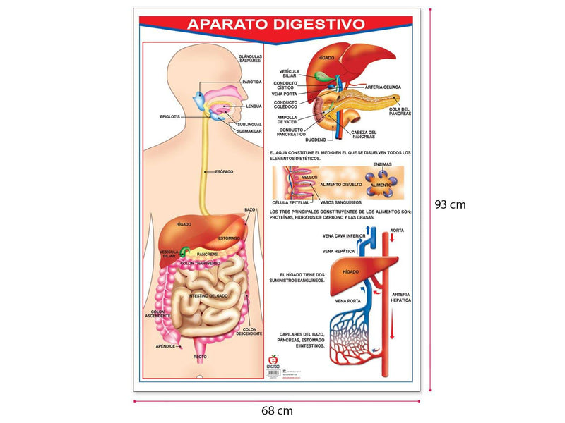 Póster Aparato Digestivo - Educatodo material didáctico y juegos educativos - Educatodo