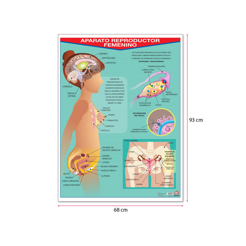 Póster Aparato Reproductor Femenino - Educatodo material didáctico y juegos educativos - Educatodo