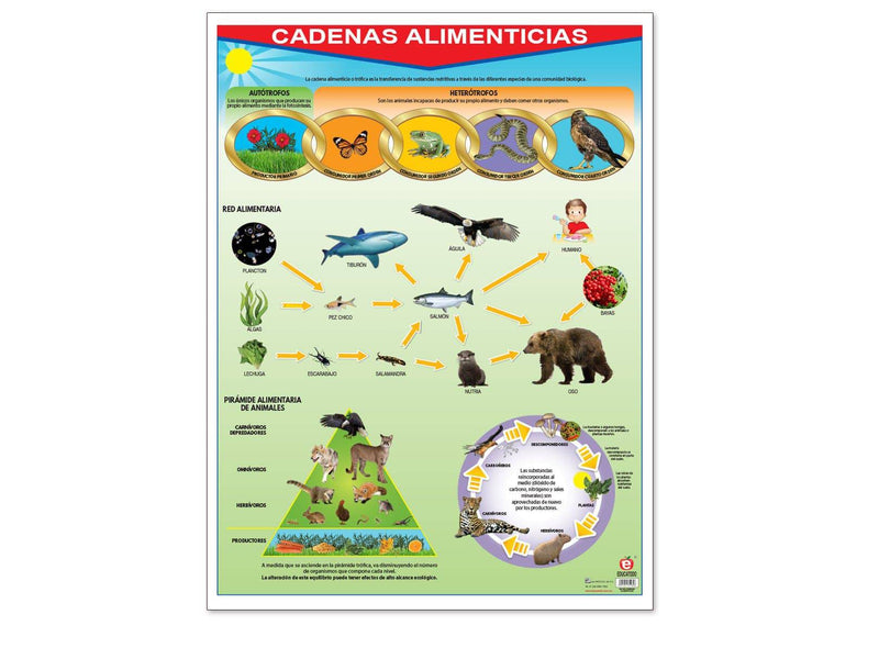 Póster Cadenas Alimenticias - Educatodo material didáctico y juegos educativos - Educatodo