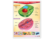 Póster Célula Vegetal Y Animal - Educatodo material didáctico y juegos educativos - Educatodo