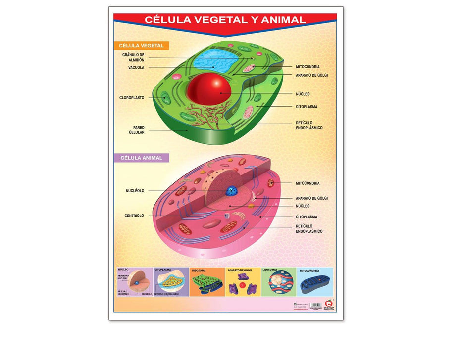 Póster Célula Vegetal Y Animal - Educatodo material didáctico y juegos educativos - Educatodo