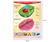 Póster Célula Vegetal Y Animal - Educatodo material didáctico y juegos educativos - Educatodo