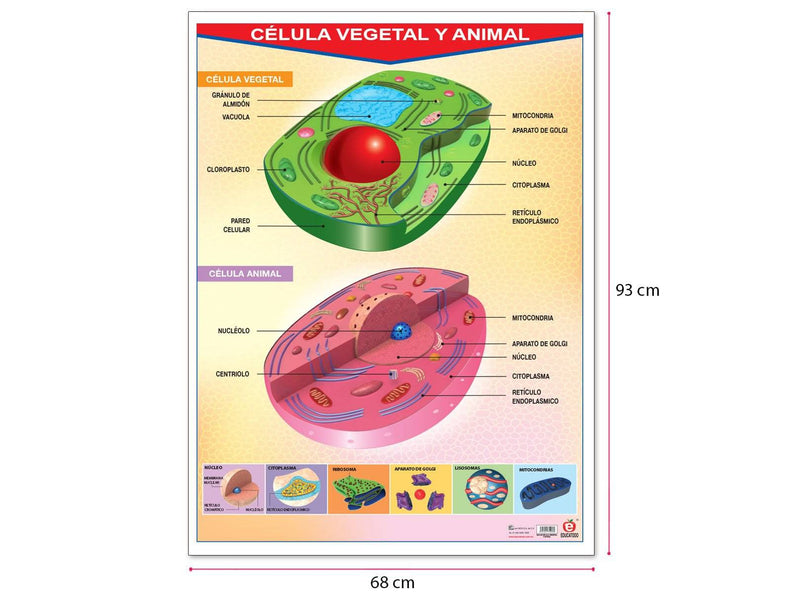 Póster Célula Vegetal Y Animal - Educatodo material didáctico y juegos educativos - Educatodo