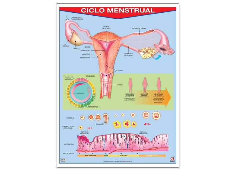 Póster Ciclo Menstrual - Educatodo material didáctico y juegos educativos - Educatodo