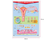 Póster Ciclo Menstrual - Educatodo material didáctico y juegos educativos - Educatodo