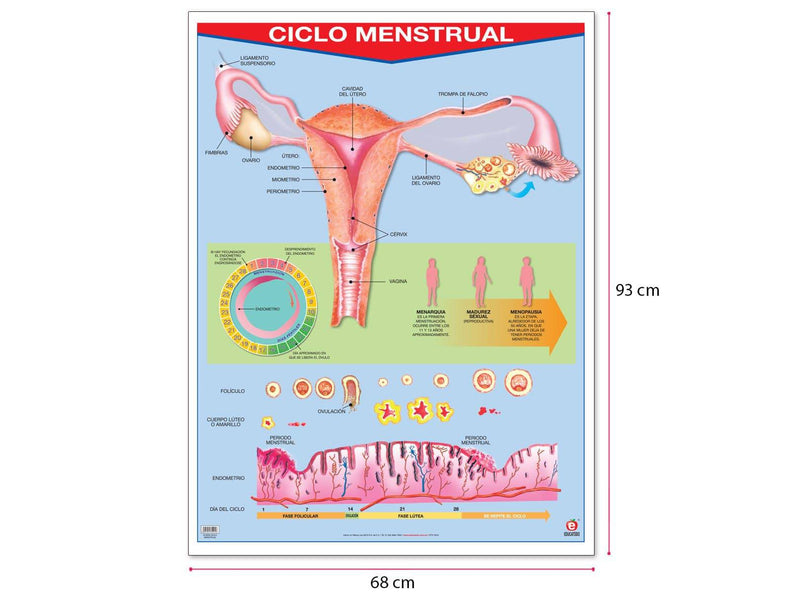 Póster Ciclo Menstrual - Educatodo material didáctico y juegos educativos - Educatodo