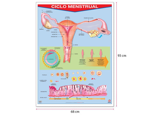 Póster Ciclo Menstrual - Educatodo material didáctico y juegos educativos - Educatodo