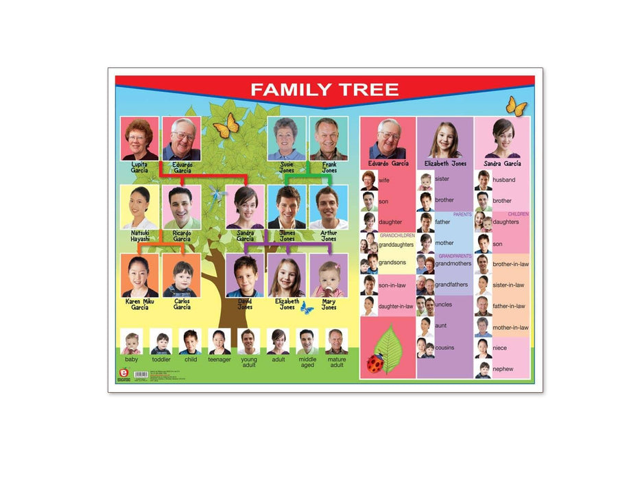 Póster Clothes/Family Tree - Educatodo material didáctico y juegos educativos - Educatodo