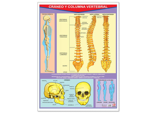 Póster Cráneo Y Columna Vertebral - Educatodo material didáctico y juegos educativos - Educatodo