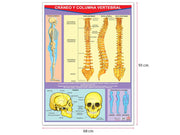 Póster Cráneo Y Columna Vertebral - Educatodo material didáctico y juegos educativos - Educatodo