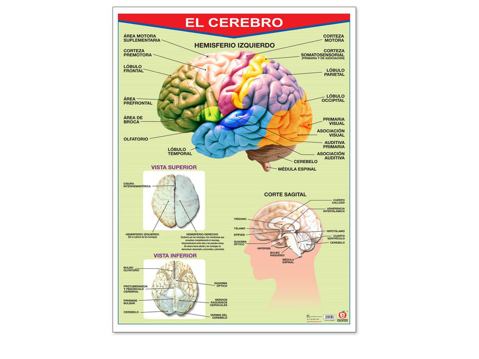 Póster El Cerebro - Educatodo material didáctico y juegos educativos - Educatodo