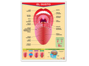 Póster El Gusto - Educatodo material didáctico y juegos educativos - Educatodo
