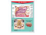 Póster El Olfato - Educatodo material didáctico y juegos educativos - Educatodo