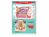 Póster El Olfato - Educatodo material didáctico y juegos educativos - Educatodo
