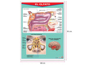 Póster El Olfato - Educatodo material didáctico y juegos educativos - Educatodo