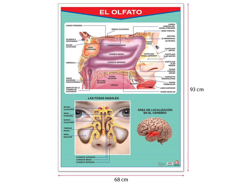 Póster El Olfato - Educatodo material didáctico y juegos educativos - Educatodo