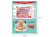 Póster El Olfato - Educatodo material didáctico y juegos educativos - Educatodo