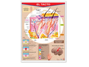 Póster El Tacto - Educatodo material didáctico y juegos educativos - Educatodo