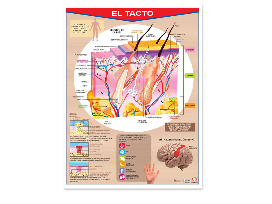 Póster El Tacto - Educatodo material didáctico y juegos educativos - Educatodo