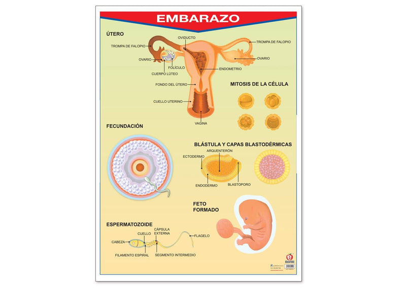 Póster Embarazo - Educatodo material didáctico y juegos educativos - Educatodo