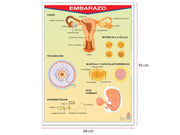 Póster Embarazo - Educatodo material didáctico y juegos educativos - Educatodo