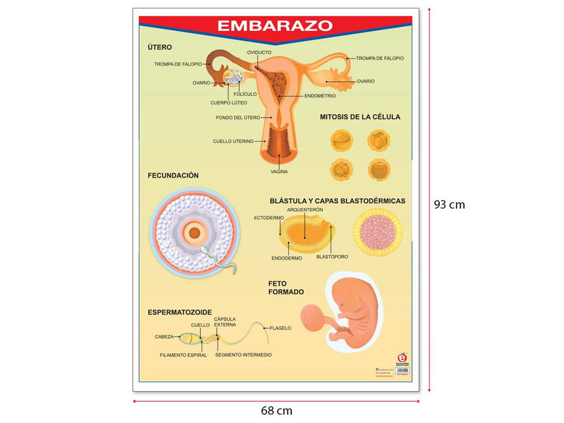 Póster Embarazo - Educatodo material didáctico y juegos educativos - Educatodo