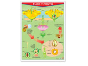Póster Flor Y Fruto / Frutas - Educatodo material didáctico y juegos educativos - Educatodo