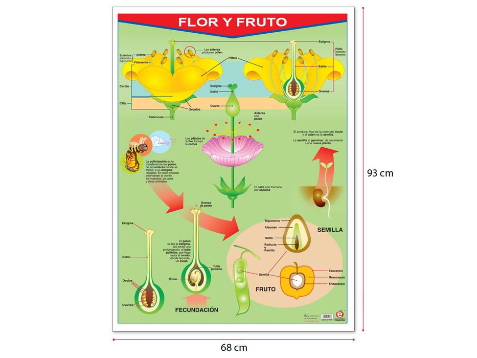 Póster Flor Y Fruto / Frutas - Educatodo material didáctico y juegos educativos - Educatodo