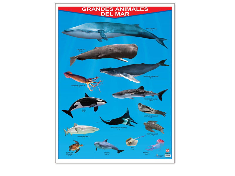 Póster Grandes Animales del Mar - Educatodo material didáctico y juegos educativos - Educatodo