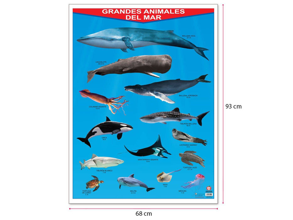Póster Grandes Animales del Mar - Educatodo material didáctico y juegos educativos - Educatodo