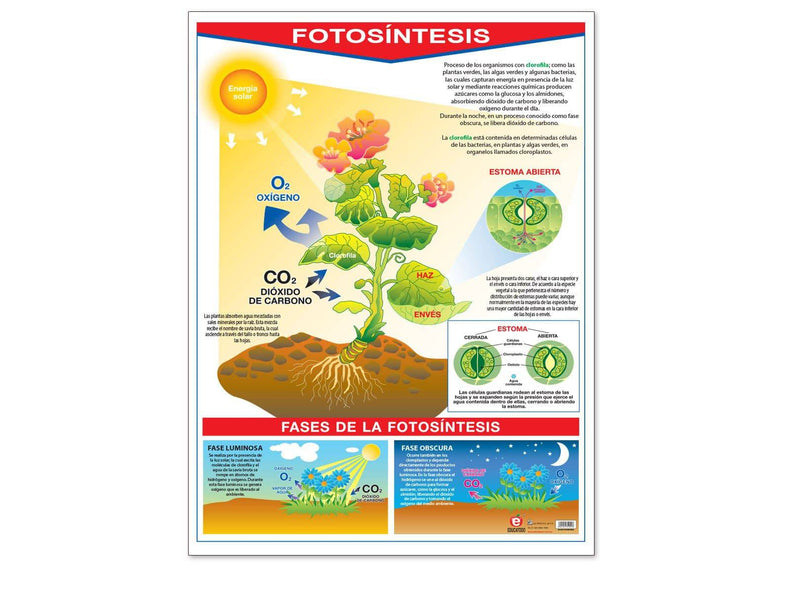 Póster La Fotosíntesis / La Hoja - Educatodo material didáctico y juegos educativos - Educatodo