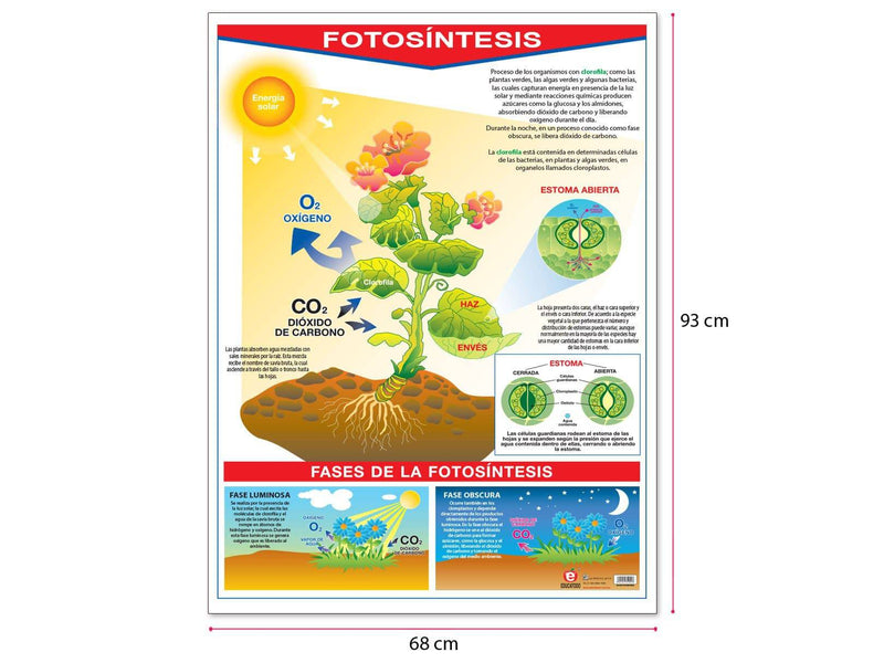 Póster La Fotosíntesis / La Hoja - Educatodo material didáctico y juegos educativos - Educatodo