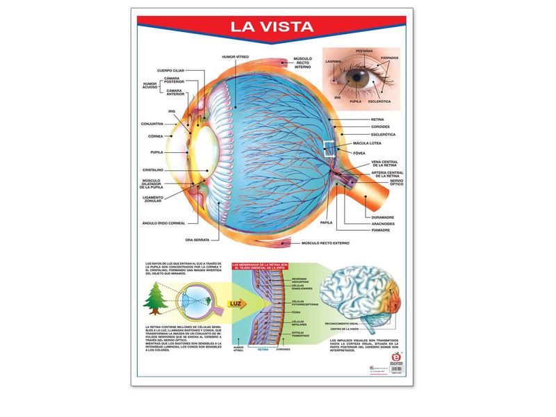 Póster La Vista - Educatodo material didáctico y juegos educativos - Educatodo
