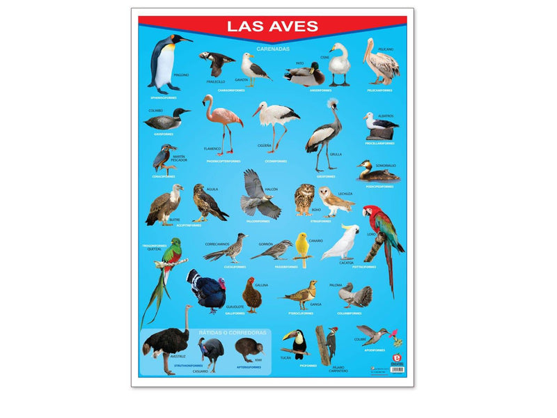 Póster Las Aves - Educatodo material didáctico y juegos educativos - Educatodo