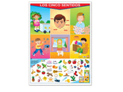 Póster Los Cinco Sentidos - Educatodo material didáctico y juegos educativos - Educatodo