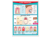 Póster los Dientes - Educatodo material didáctico y juegos educativos - Educatodo